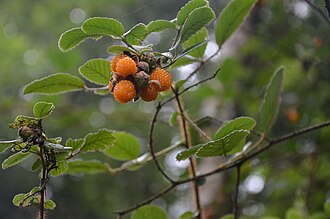 Rubus ellipticus