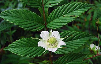 Rubus fraxinifolius