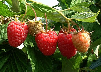 Rubus idaeus