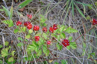 Rubus parvifolius