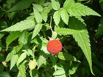 Rubus rosifolius