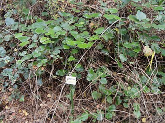 Rubus sieboldii