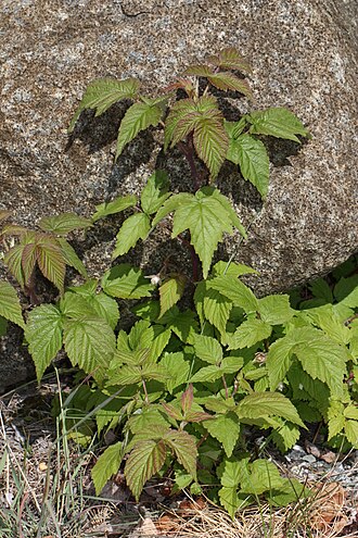Rubus strigosus